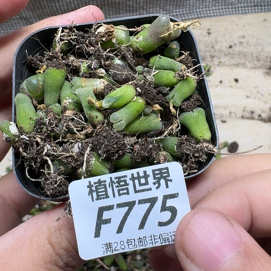 多肉植物的人生fhb