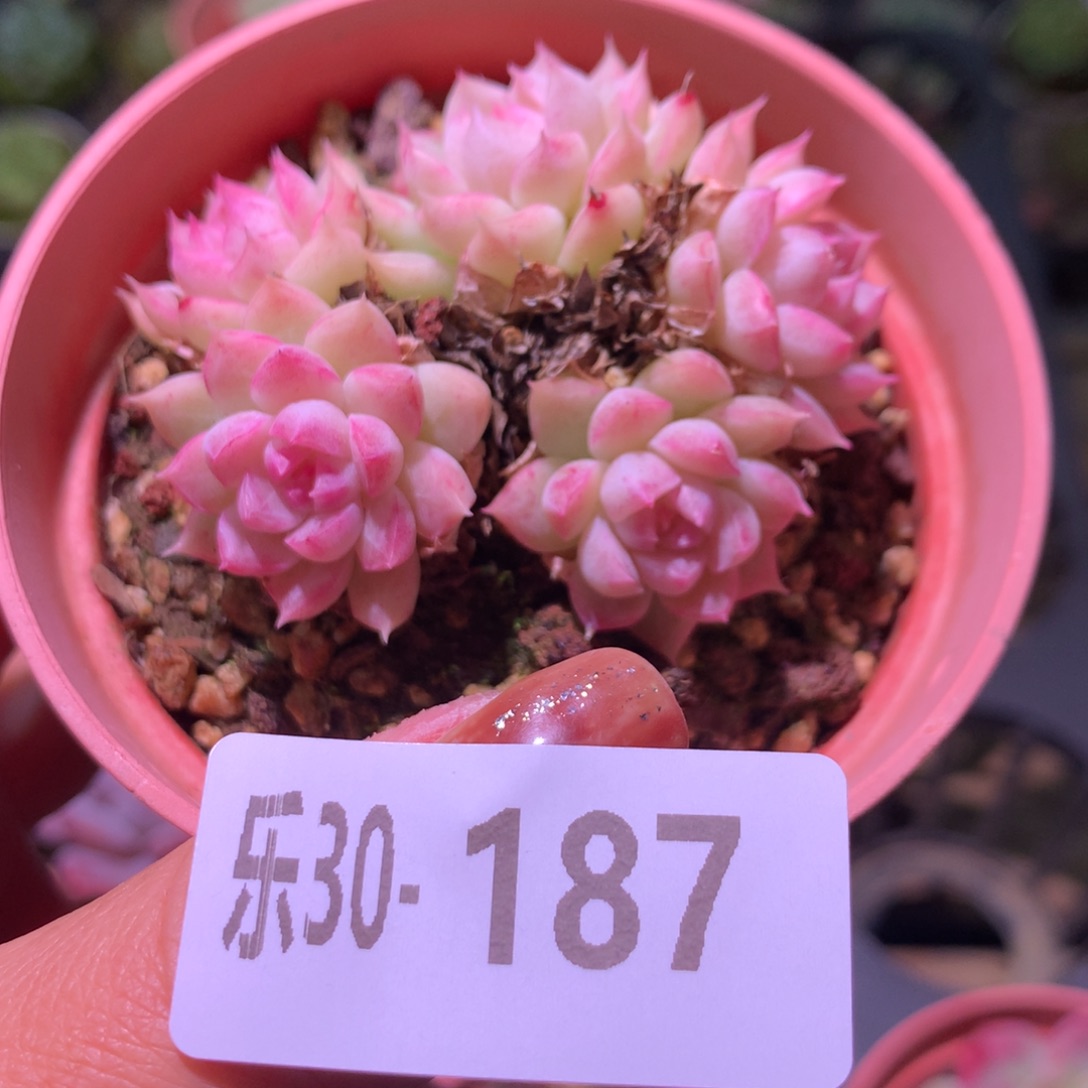 乐然30-187 女王玫瑰 