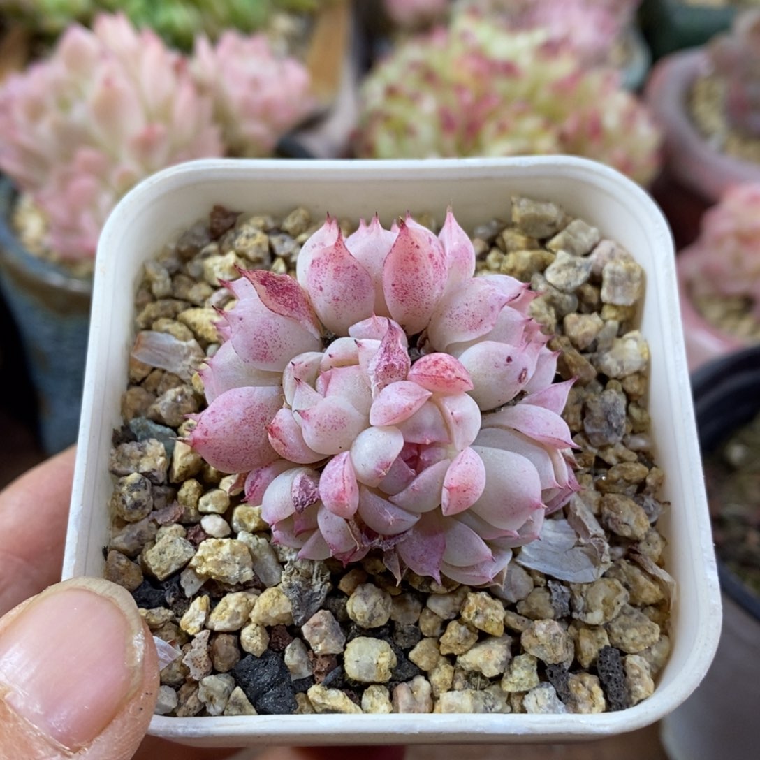 精品多肉一物一拍不包整52