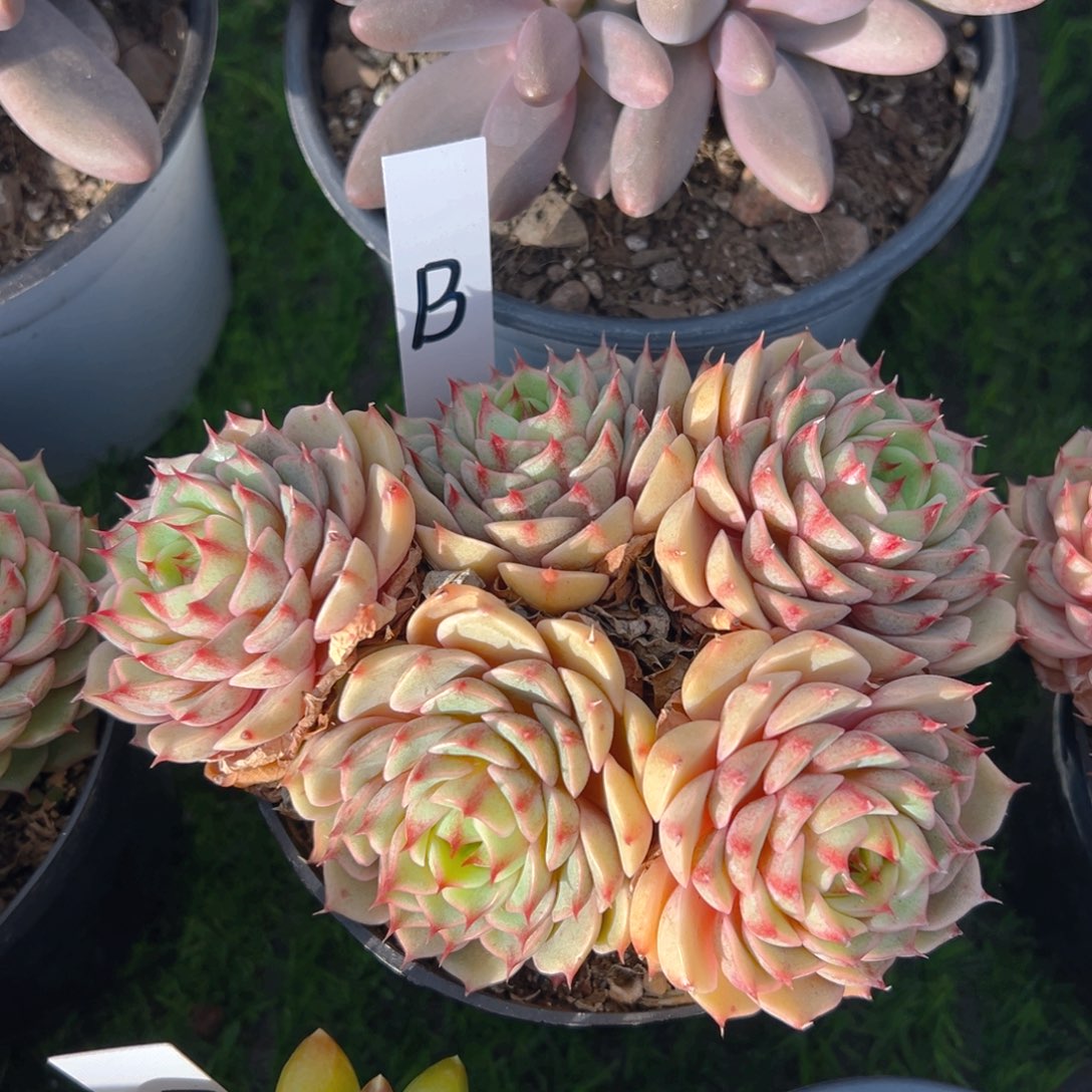 香玉等多种名贵的产品和