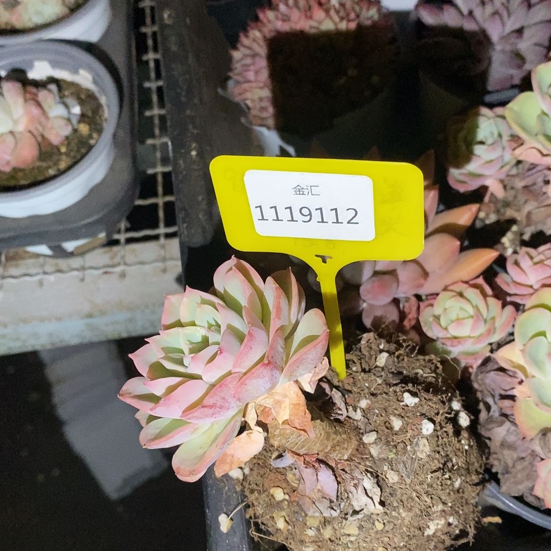 5****9福利多多。1119112