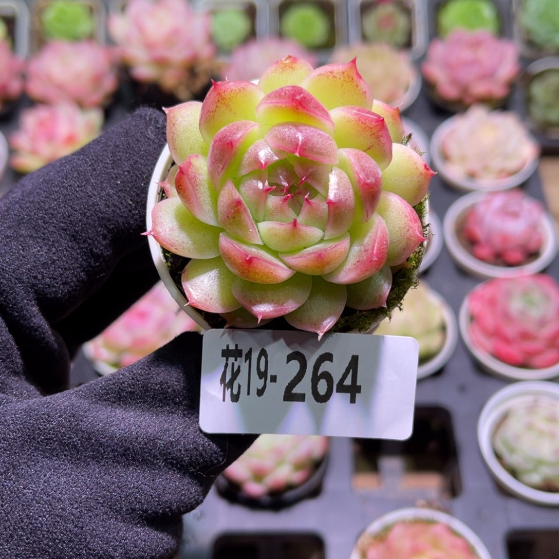 花利美19-264新品