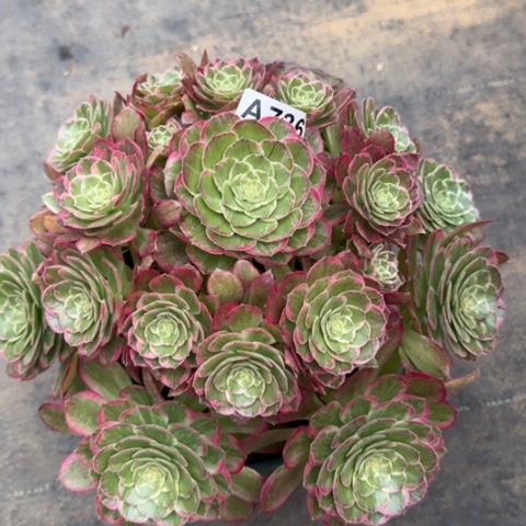 736莲花23厘米左右