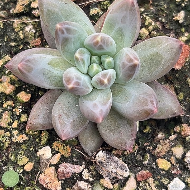 雪戴利美人特价多肉