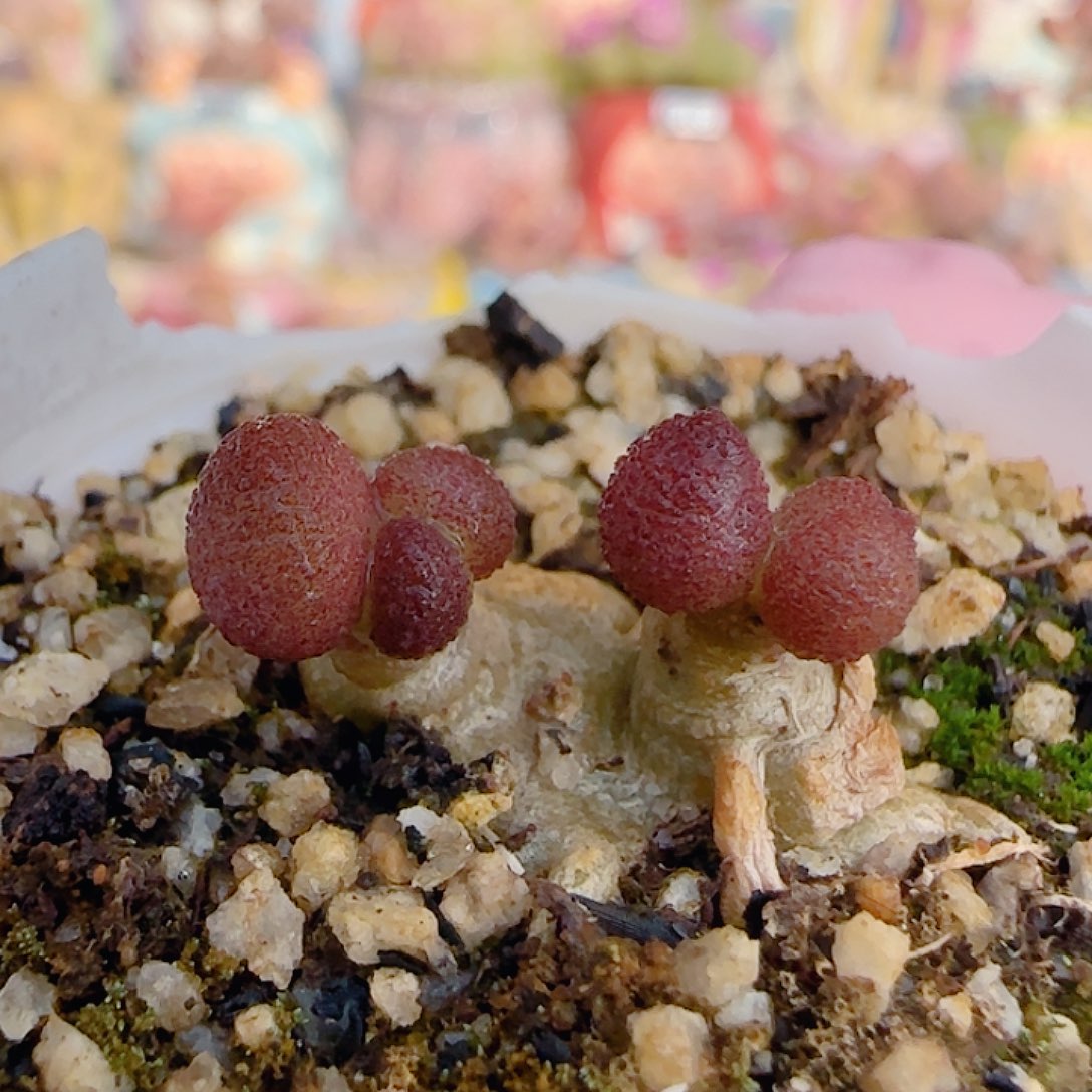 可爱小红嘴 盆口3cm