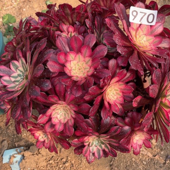 970多肉植物红铜白