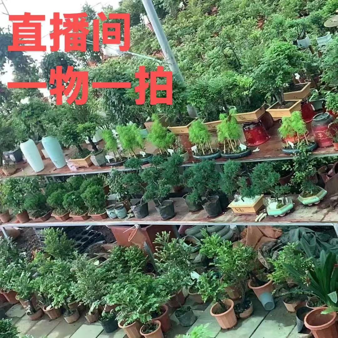 小叶檀香紫檀盆景室内绿植紫檀盆栽办公室客厅四季常青植物黑檀木