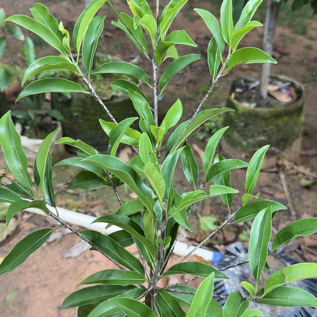 尘***定当前无花栽培后可以开花墨西哥