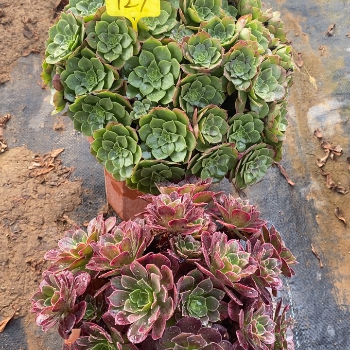 法师组合2棵127号1111111111