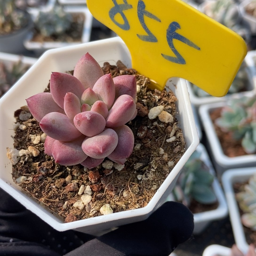 855金鱼姬多肉植物保护