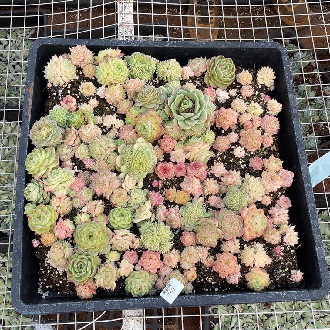 呆***兽163。 定。                 