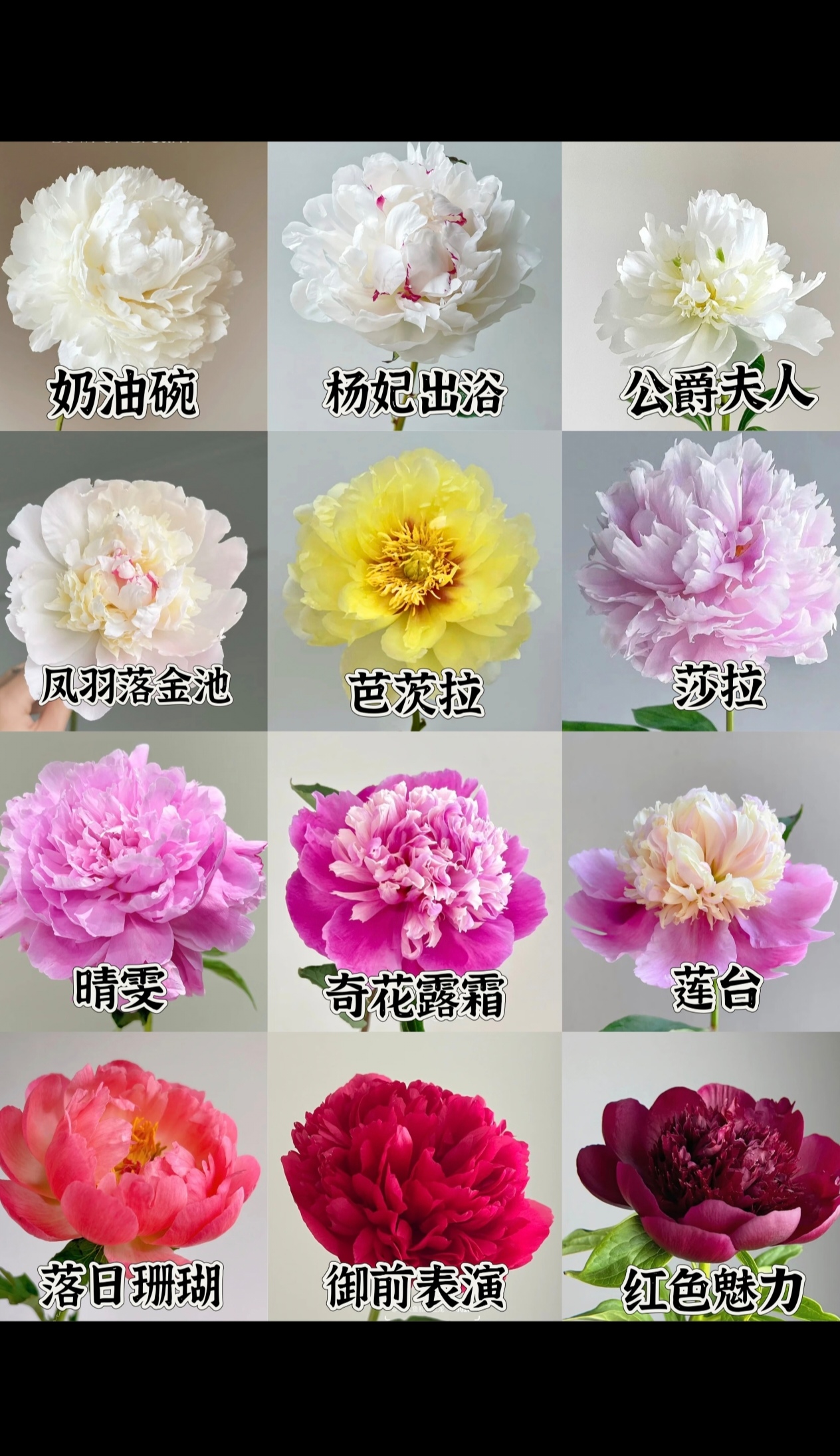 芍药花，一物一拍花卉