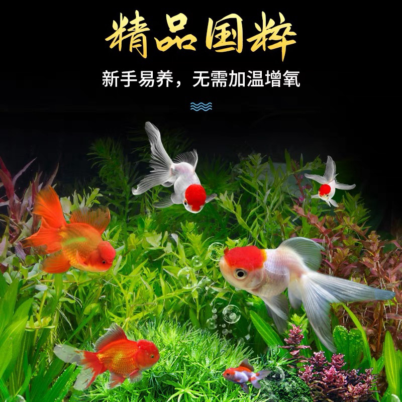 福利款21条好养耐活的冷水观赏鱼红头、鎏金、狮头等2-5厘米 不指定