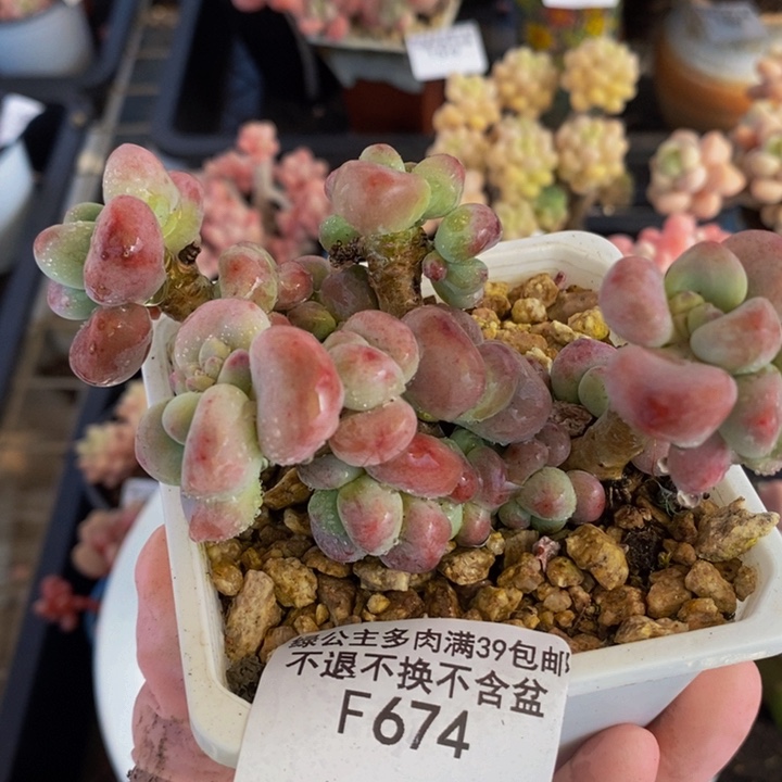 腰子洛神8cm674多肉植物