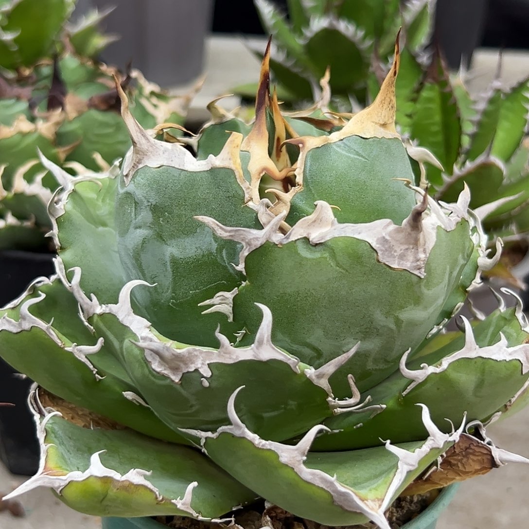 欧***嘞正版白鲸一物一拍偏远不包邮不退不换