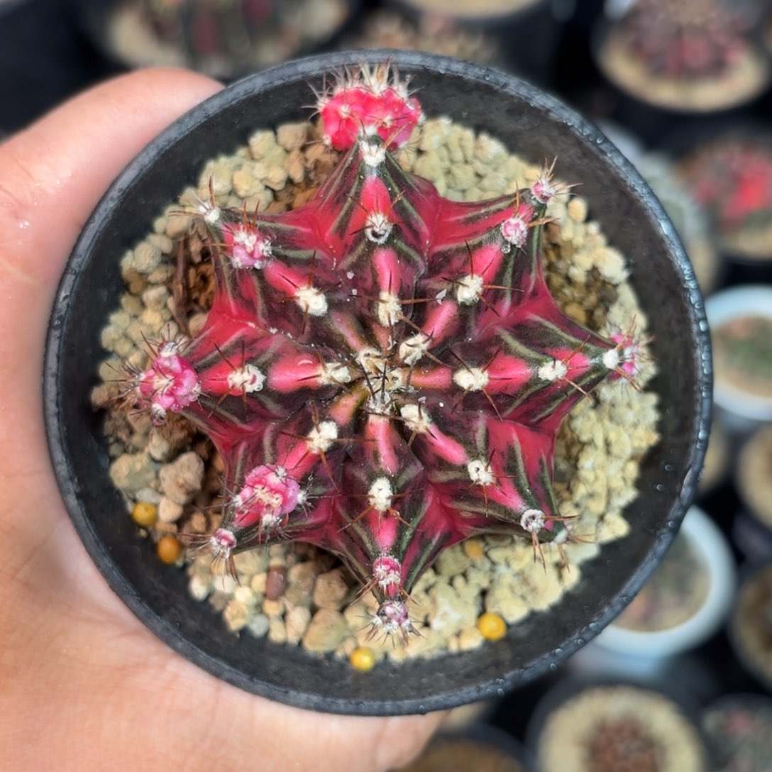 泰系米哈母本仙人球25