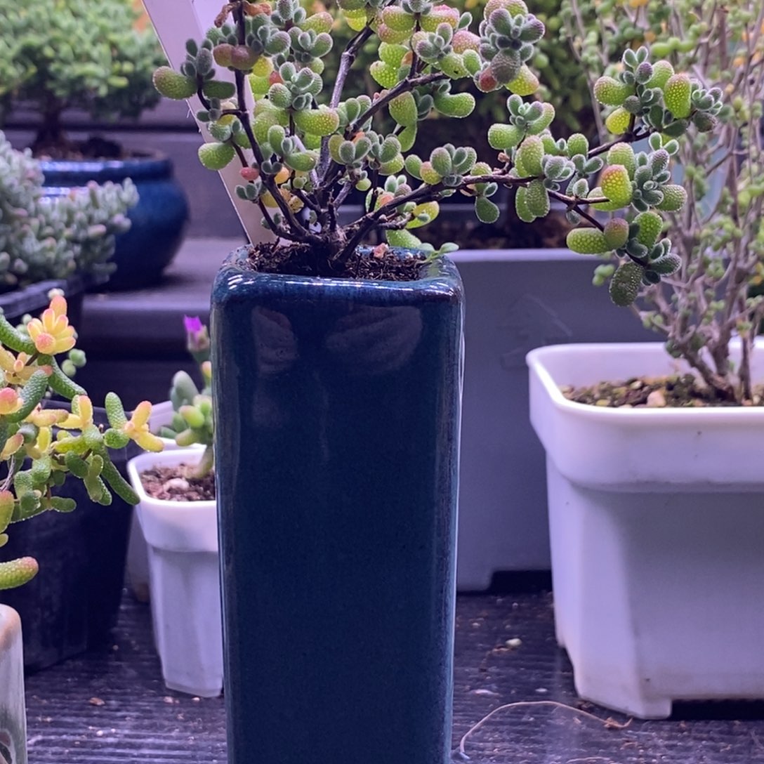 231翡翠带高盆。              