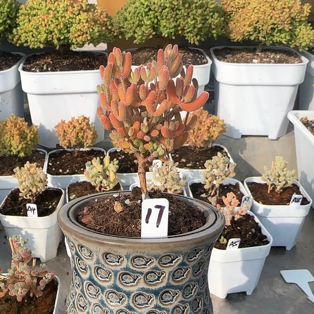 实生琉璃不带盆包邮