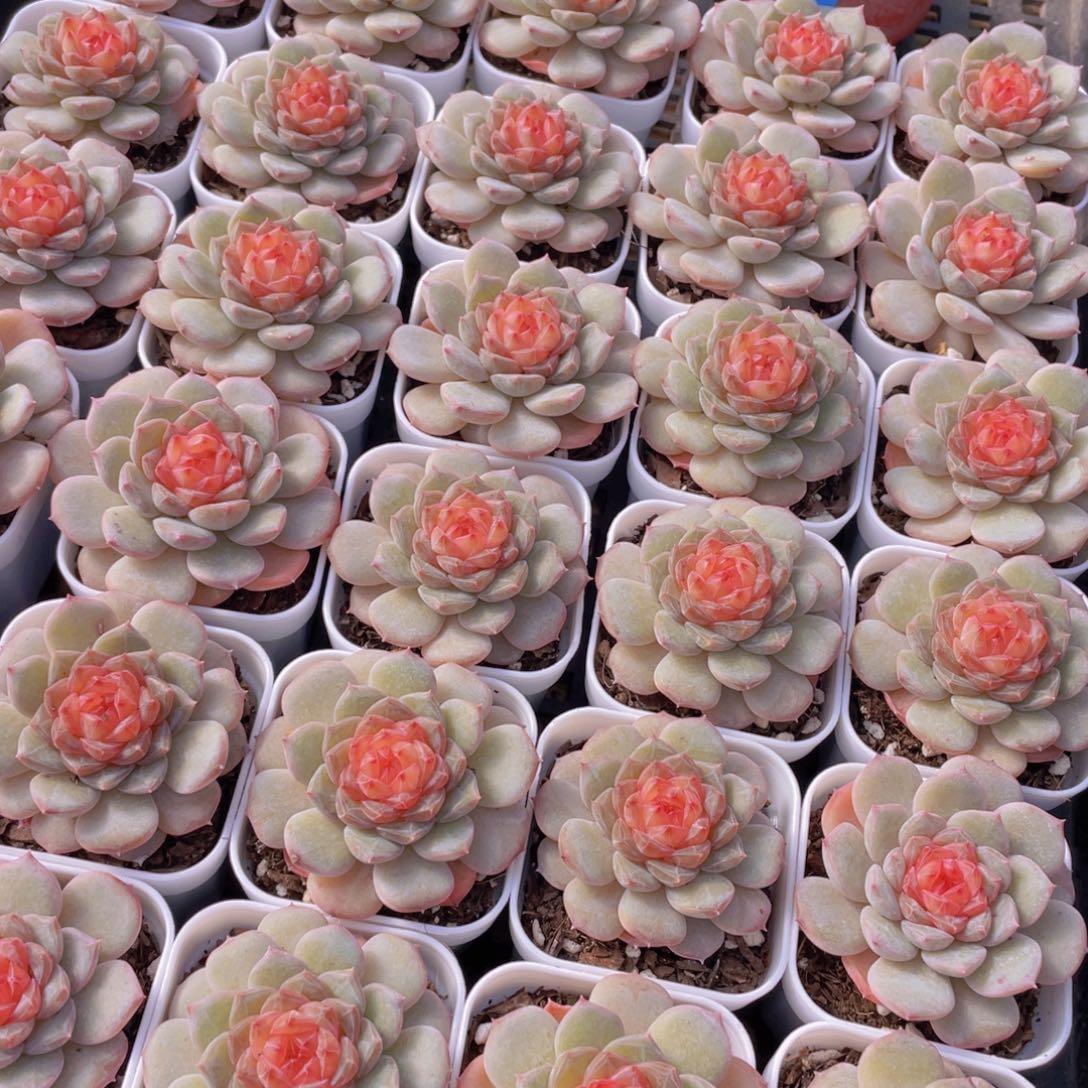 量拍1号 青盏珍妮单头一个