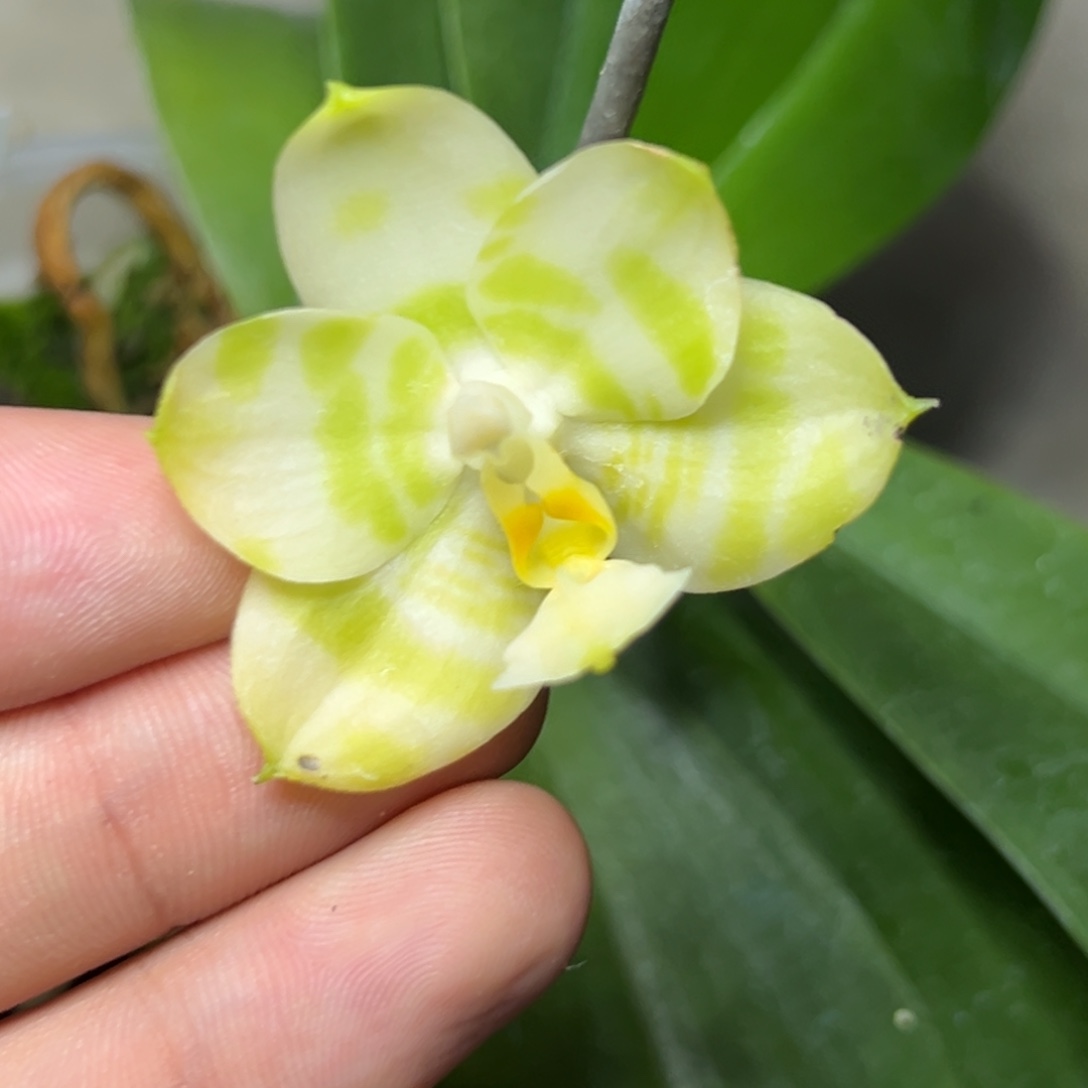 完全开放l280三寸绿虎