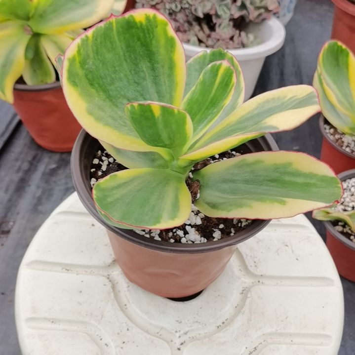 包菜家族的青梅白覆轮锦