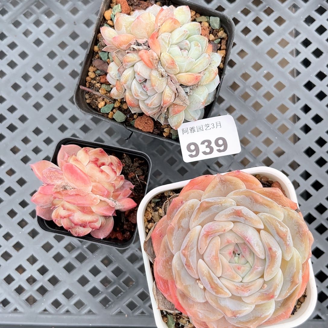 阿雅园艺。    939