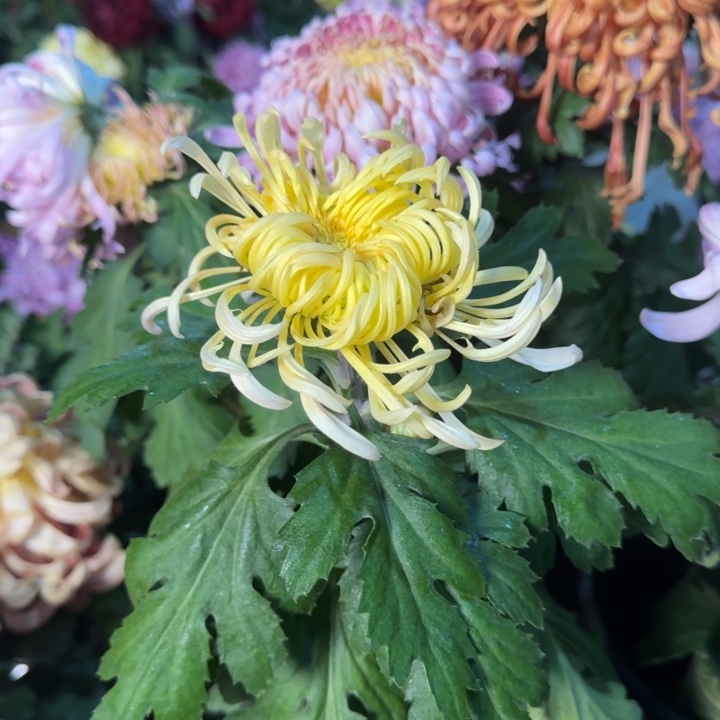 我***蕊完全开放5804夫人独本