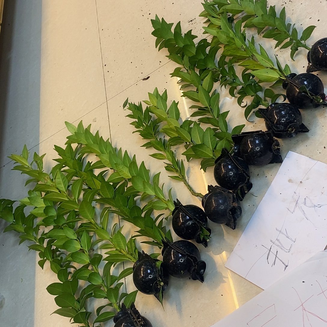 风***壳无花朵灞桥八方年八方年，八