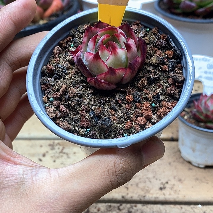 小*点惊鸿仙子一物一拍038