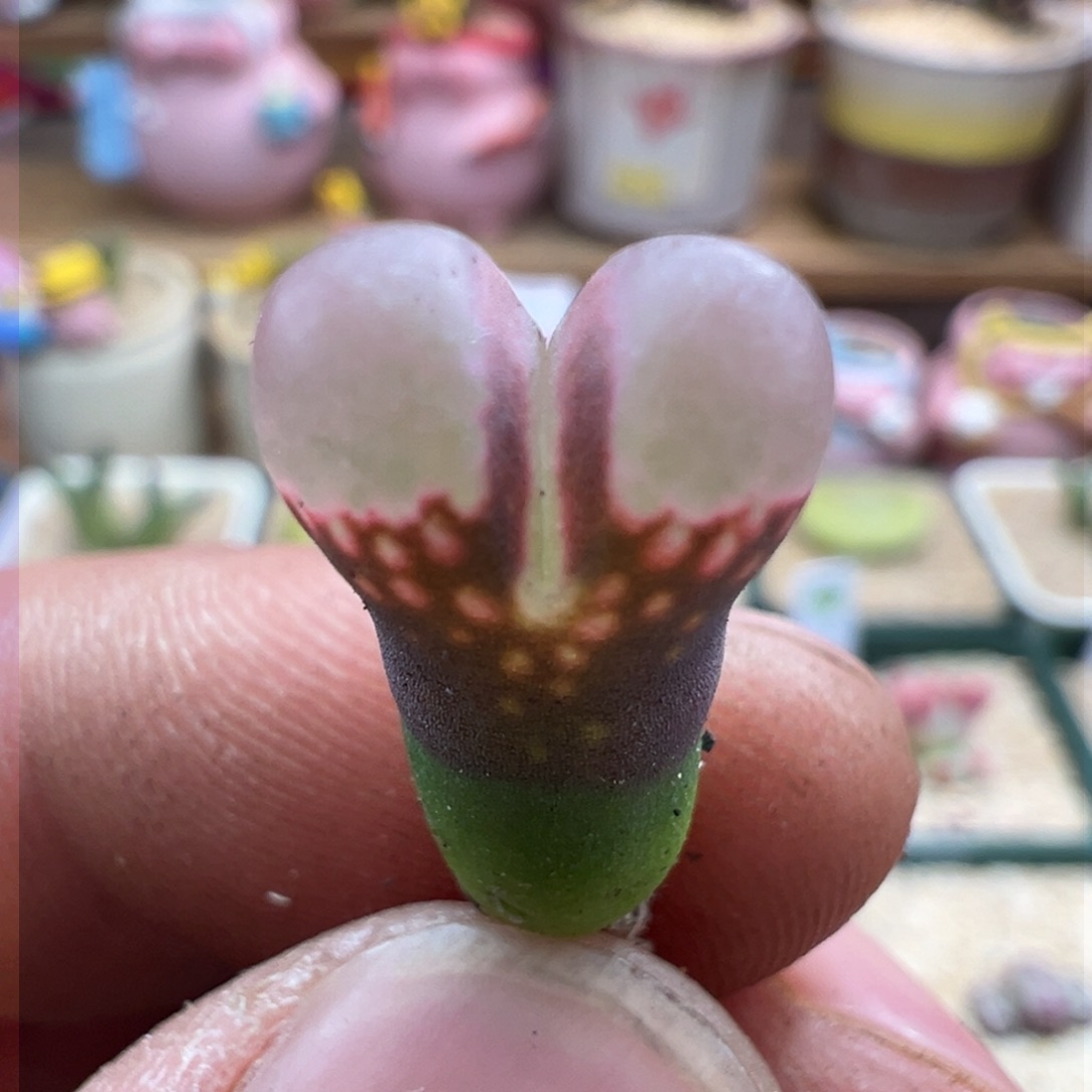 204优选1802.1粉眼豆豆