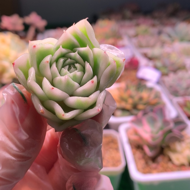 麦杆锦，锦哥多肉