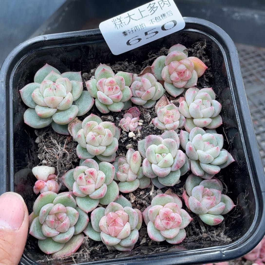 糕大上多肉植物650