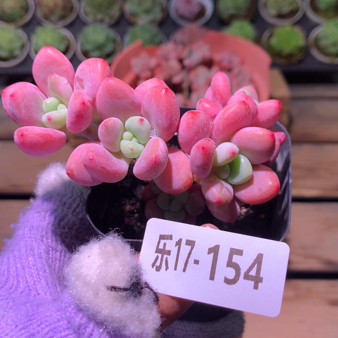 乐然17-154 洛神群 