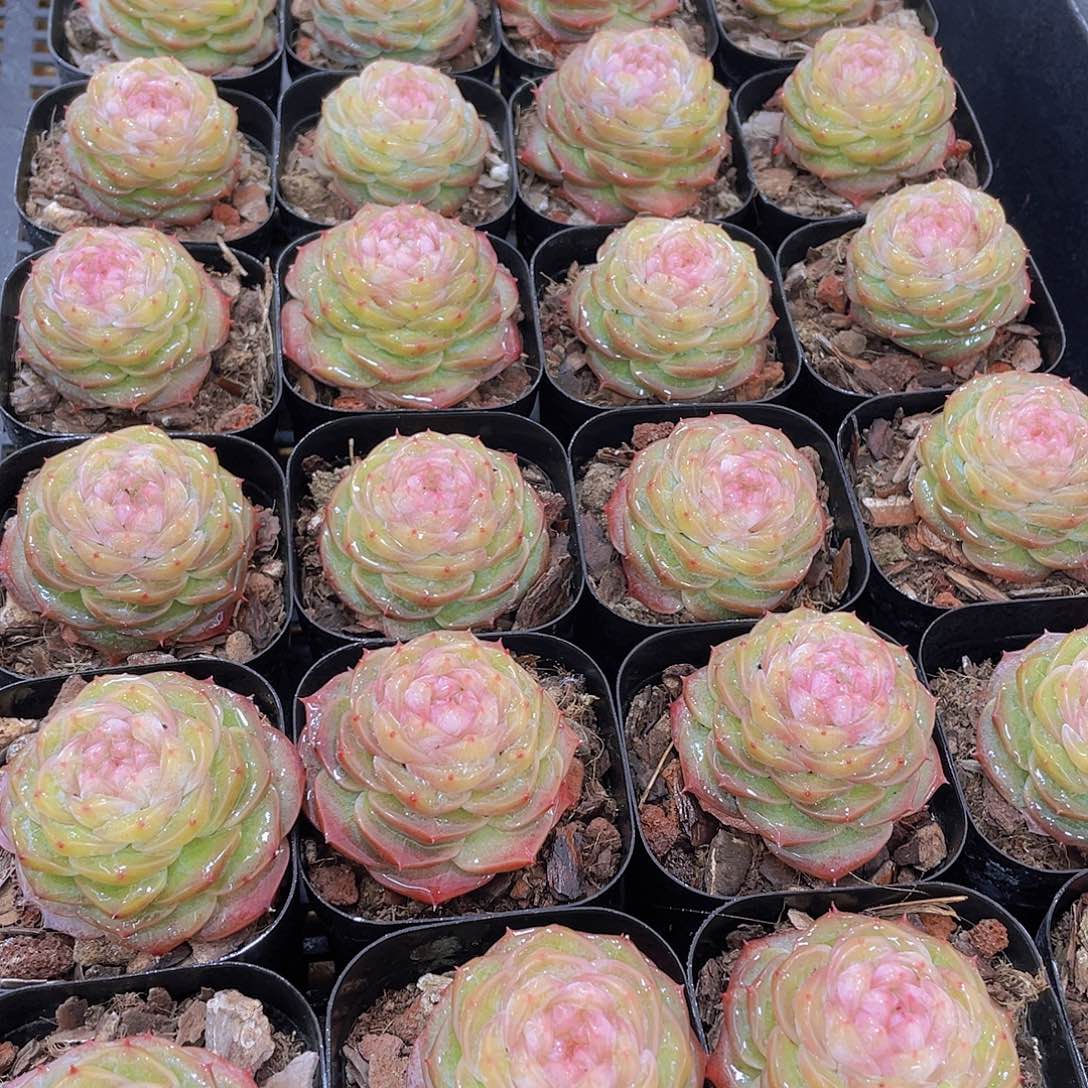 量拍76号 冻唇蜜珍妮单头一个