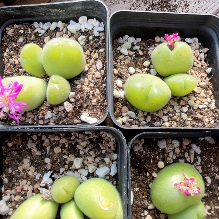 1608。              一组