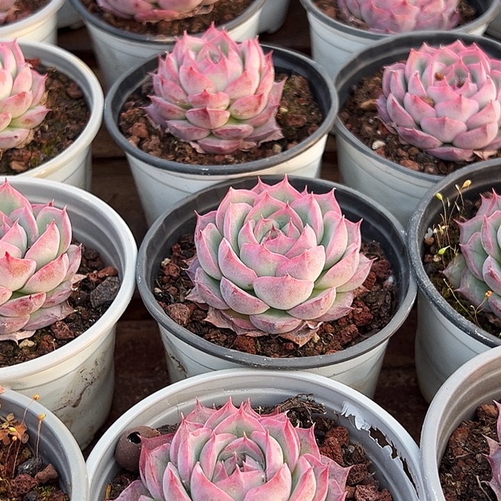         小侧影   福利多多