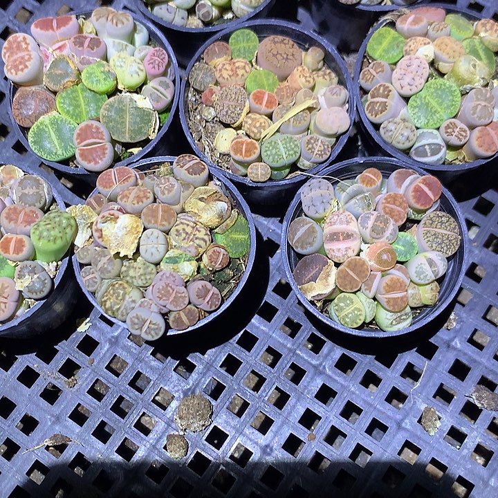 生石花5厘米盆带盆