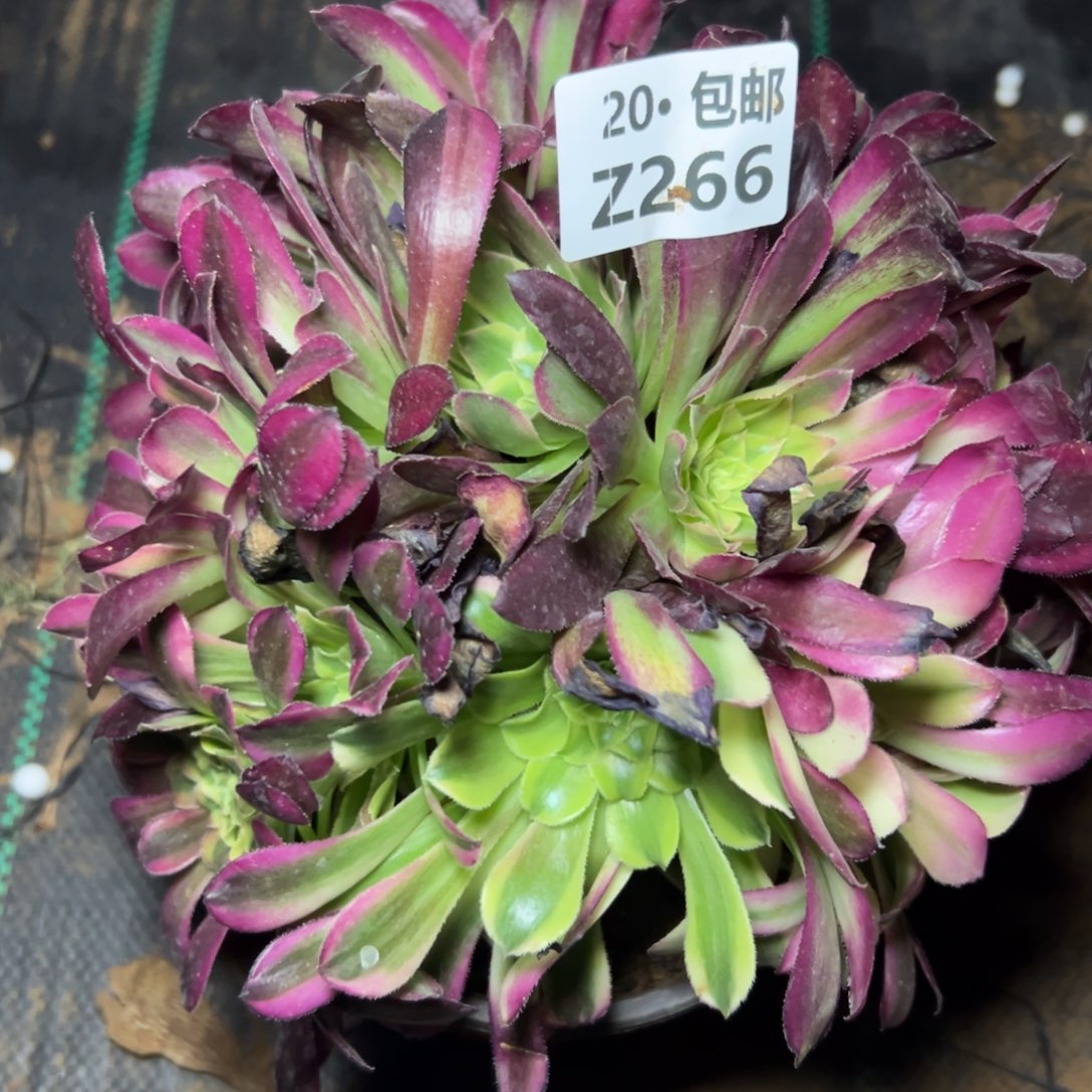266天河，满20包邮