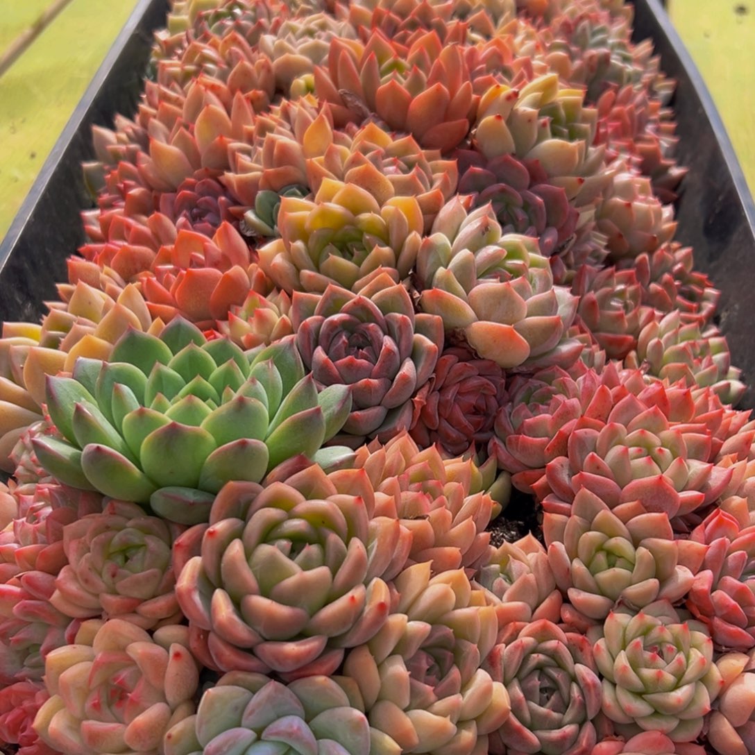 497多肉的小龙虾都有吃的