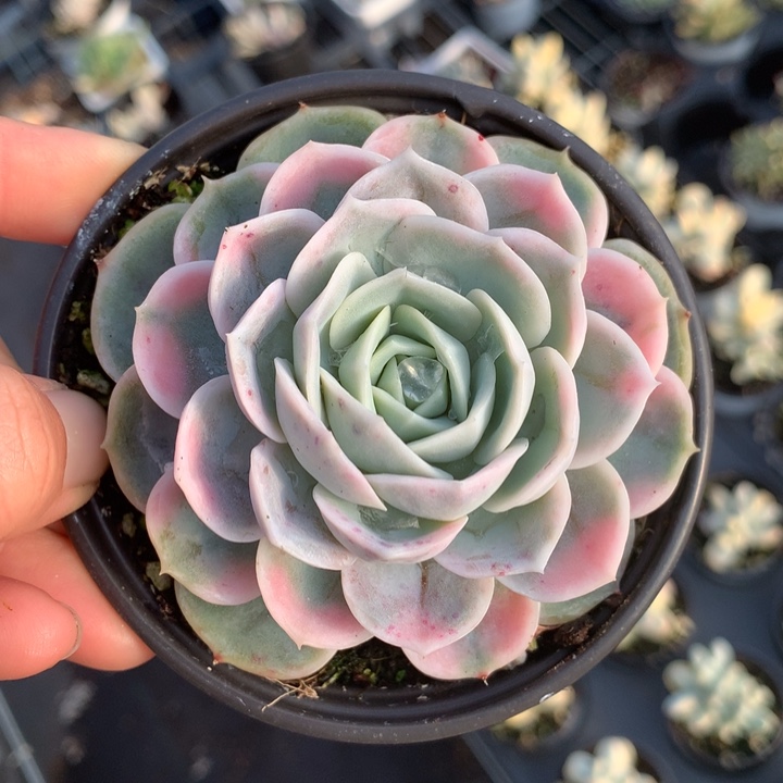 蓝色惊喜锦多肉植物