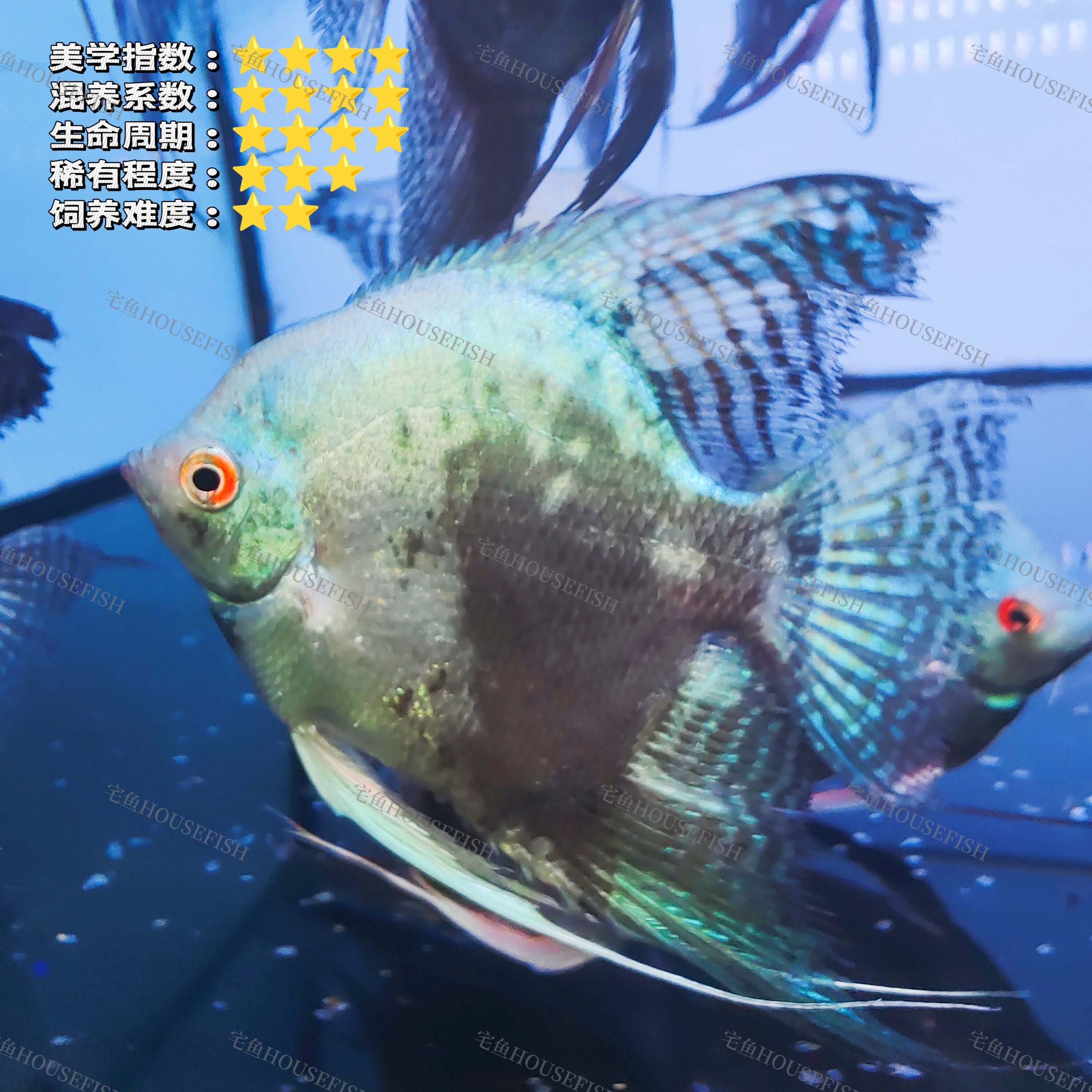 宅鱼甄选｜阿凡达烟熏燕鱼 神仙鱼淡水鱼观赏鱼热带鱼新手好养耐活