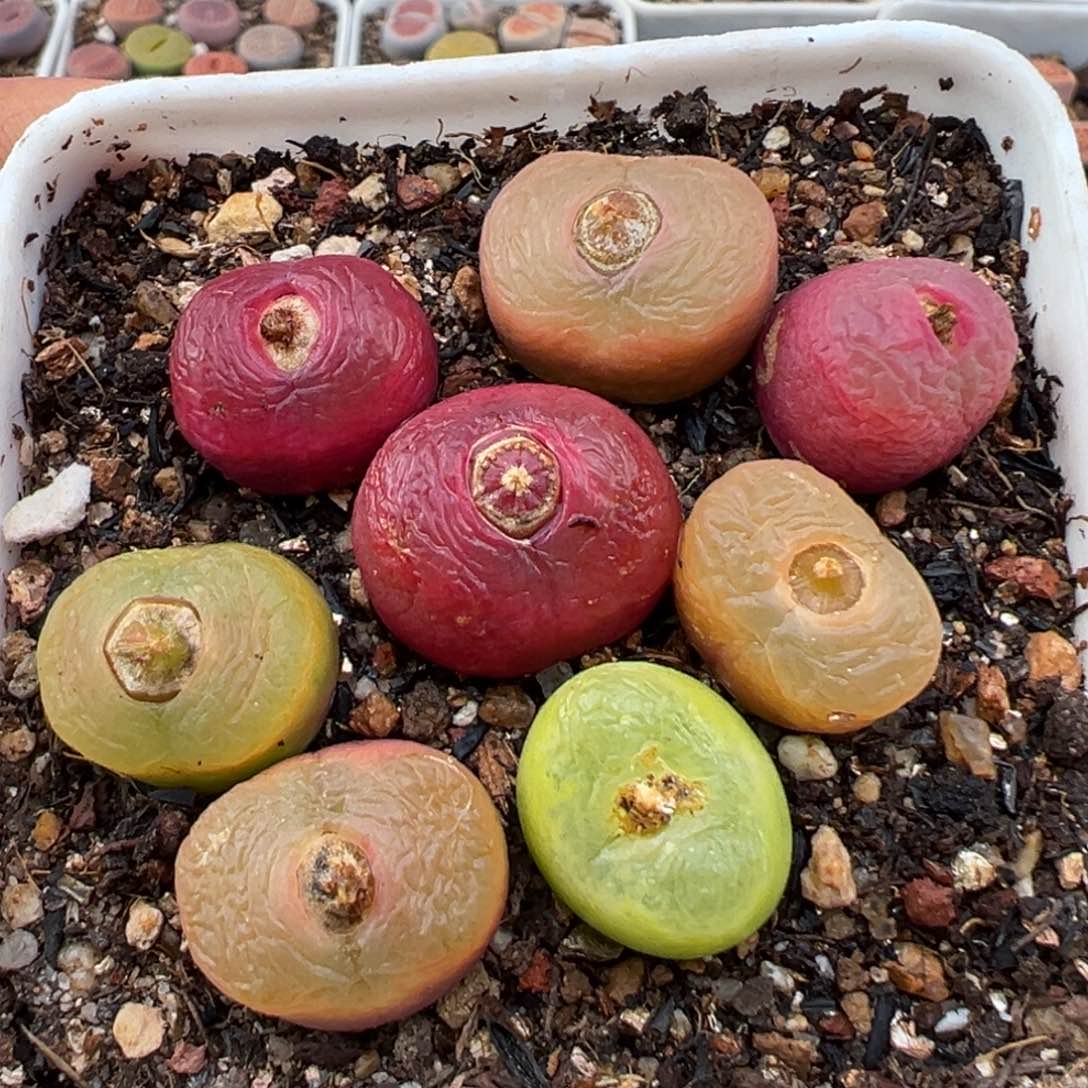 1.19好看的多肉752