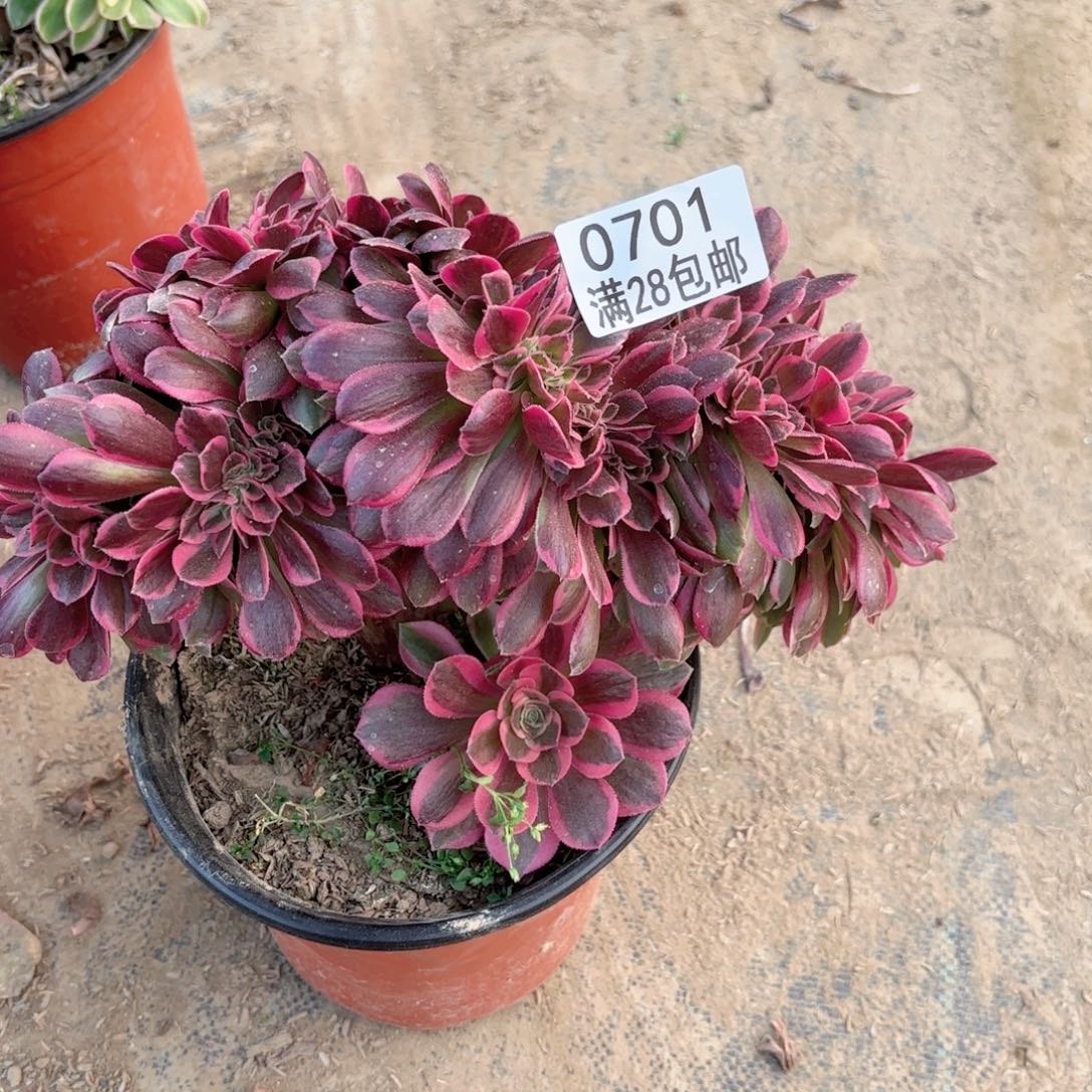 H. 0701女巫缀化多肉