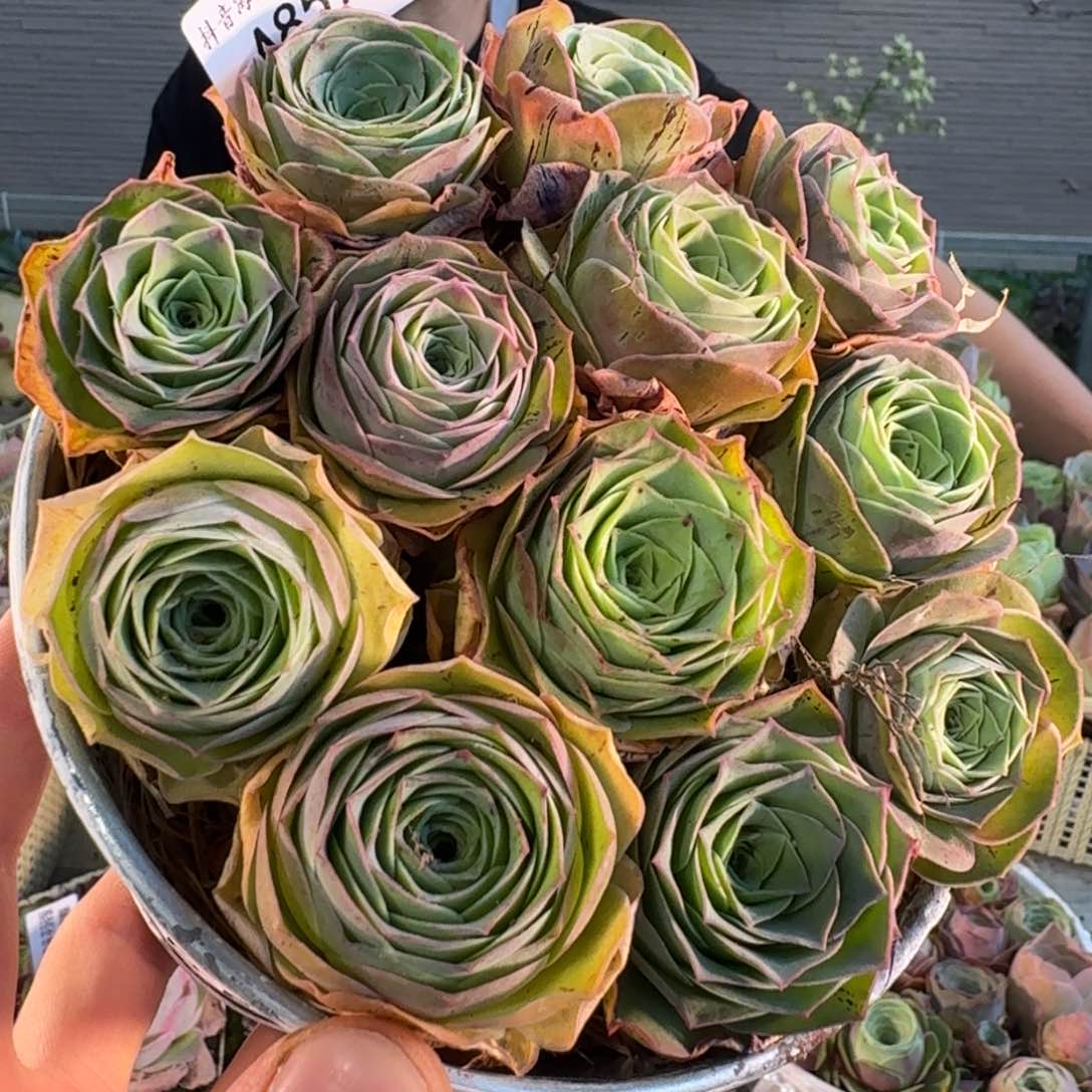 A857 黄金帕尔马混血花盒