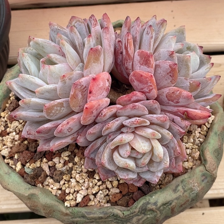 梦露 韩货精品666