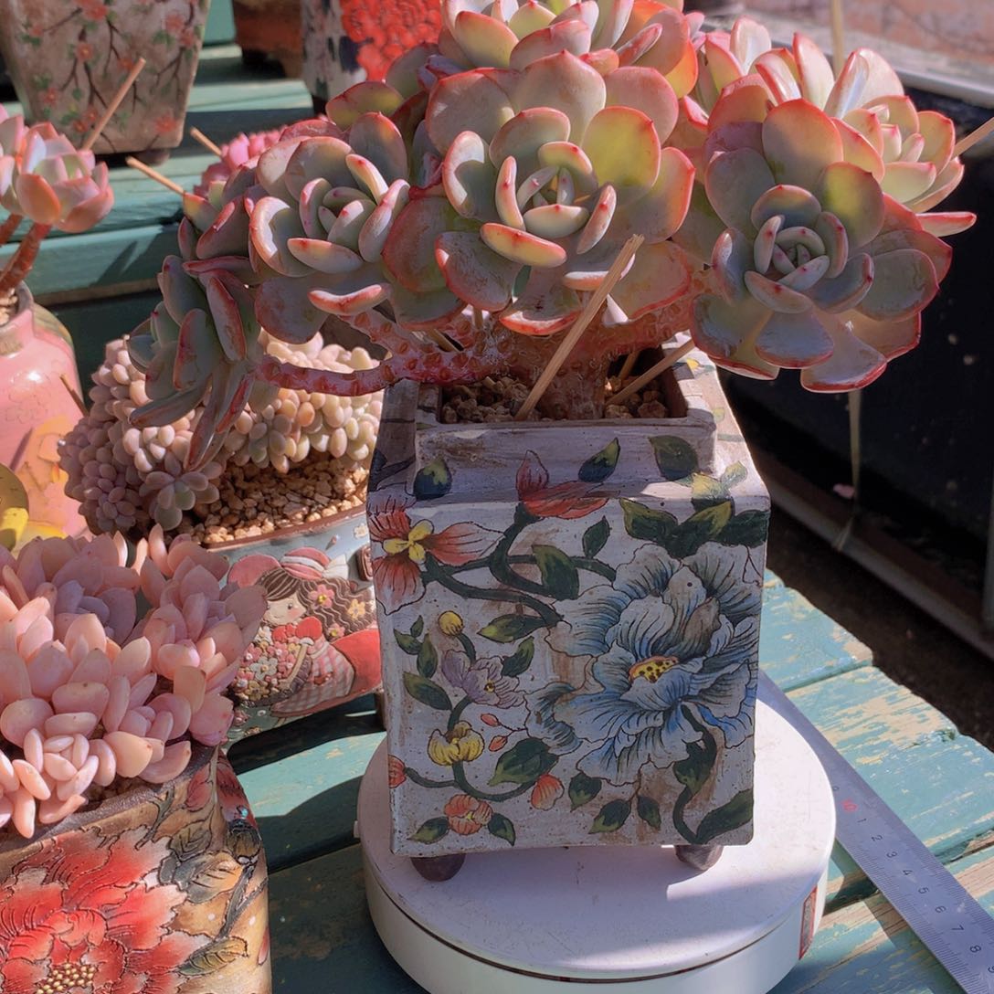 白月光朵朵无砍自然群