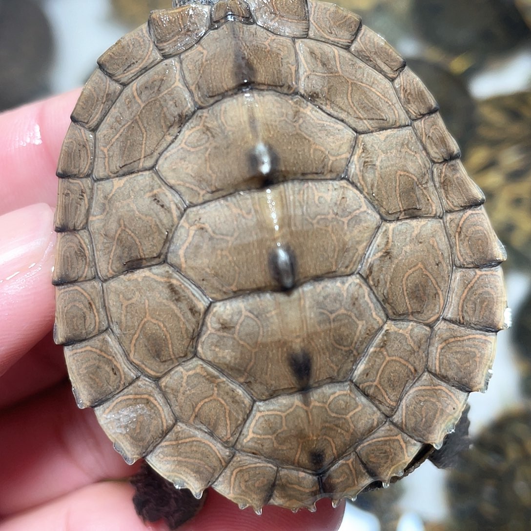 宠物龟不分公母地