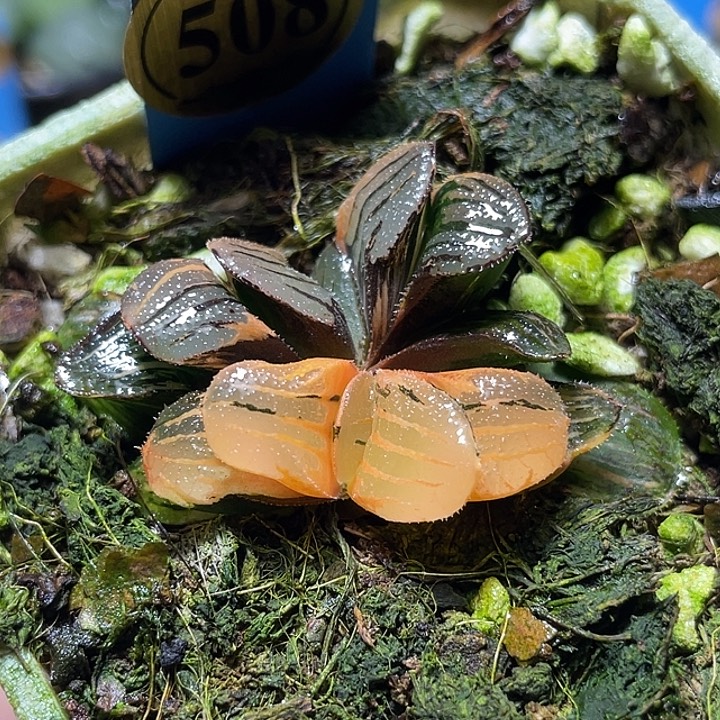 508双头夜想锦特选福利