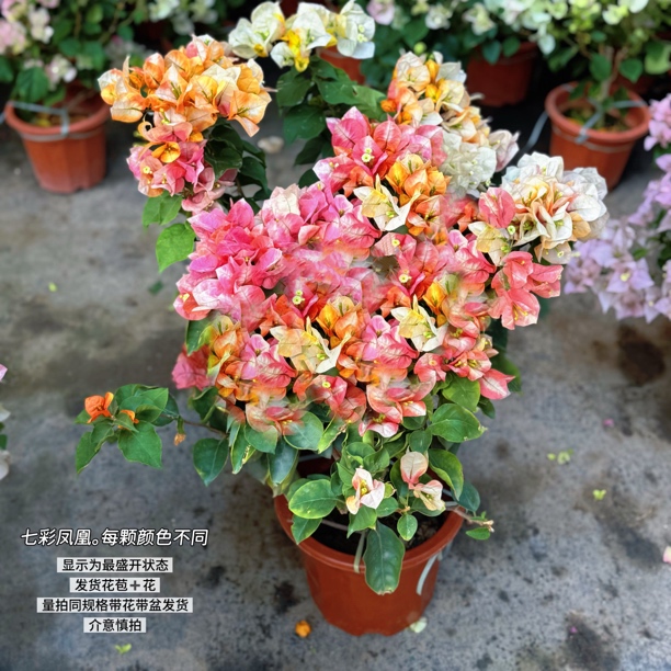 七彩凤凰·c多色四季开花三角梅爬藤