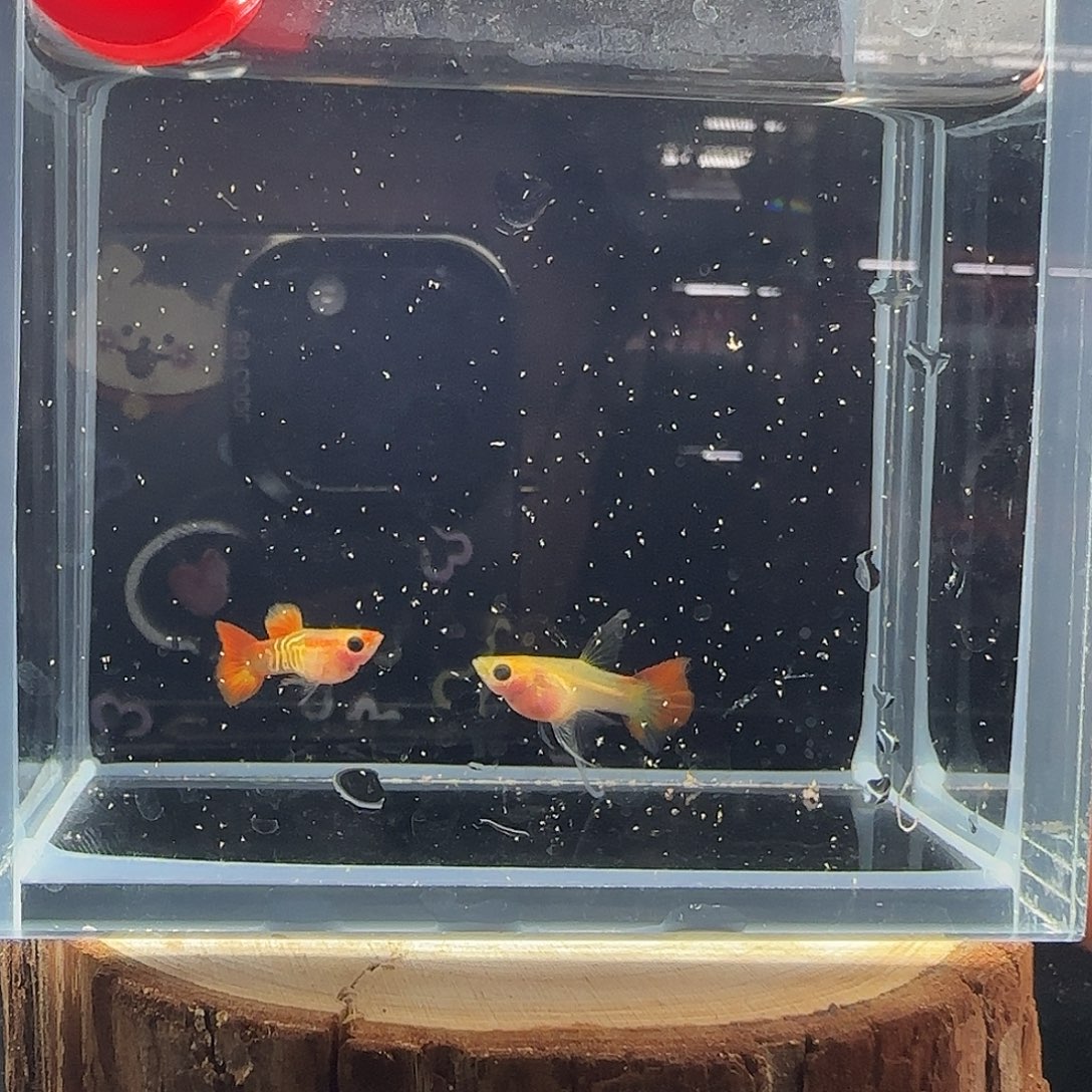 孔雀鱼红头银河短c一组，9